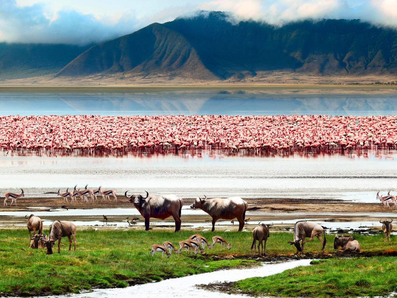 Ngorongoro